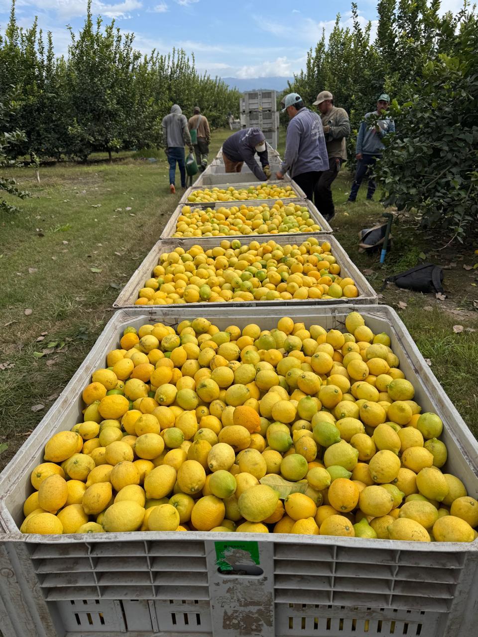 Campos de limones en Tucuman