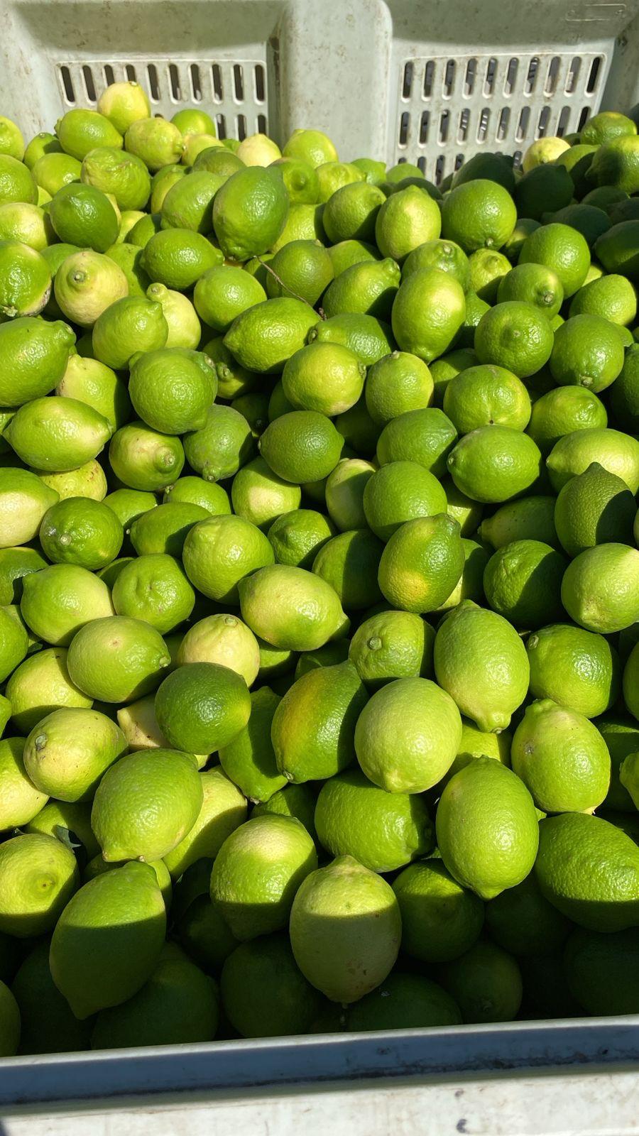 Limon Fresco
